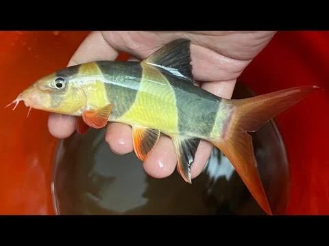 LOACHES (ORNAMENTAL FISH)